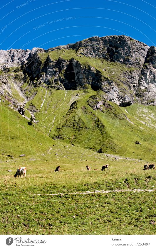 mountain pasture Mountain Hiking Environment Nature Landscape Plant Animal Cloudless sky Sun Sunlight Summer Beautiful weather Grass Hill Rock Alps To feed Blue