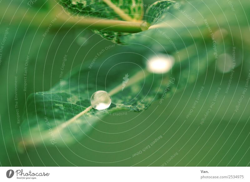 The drop is sucked II Nature Plant Drops of water Summer Rain Leaf Garden Fresh Wet Green Colour photo Multicoloured Exterior shot Close-up Detail