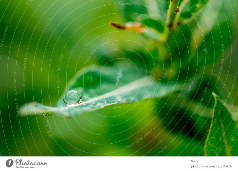 The drop is sucked III Nature Plant Drops of water Summer Rain Leaf Foliage plant Garden Dark Fresh Wet Green Colour photo Multicoloured Exterior shot Close-up