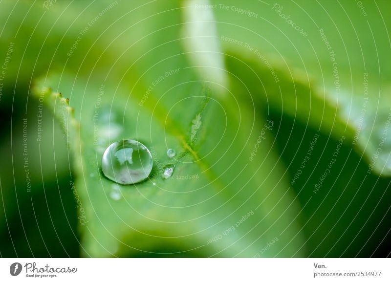 The drop is sucked IV Nature Plant Drops of water Summer Rain Leaf Foliage plant Garden Fresh Wet Green Colour photo Multicoloured Exterior shot Close-up Detail