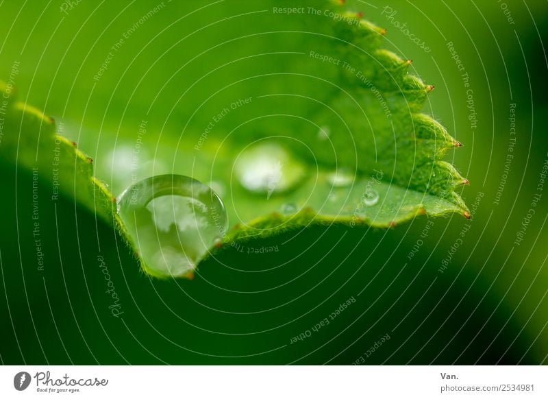 The drop is sucked V Nature Plant Drops of water Summer Rain Leaf Foliage plant Garden Fresh Wet Natural Green Colour photo Exterior shot Close-up Detail