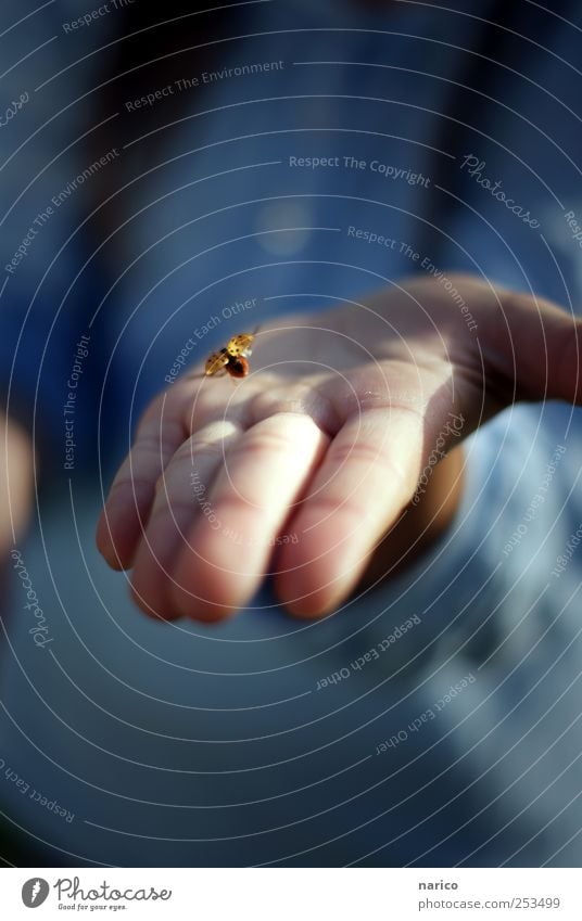 lucky charm Infancy Hand Fingers 1 Human being 8 - 13 years Child Animal Beetle Ladybird Emotions Palm of the hand Children`s hand Love of nature Colour photo