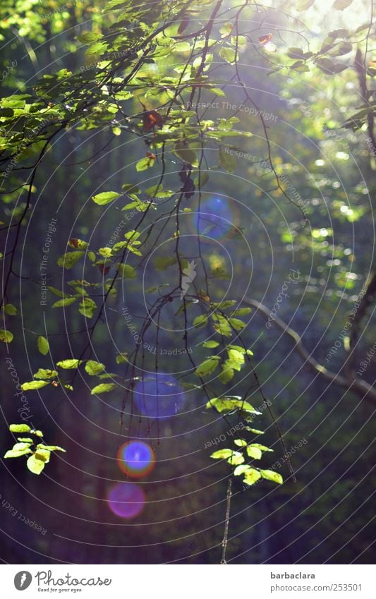 [CHAMANSÜLZ 2011] Collect Sun Points Nature Landscape Sunlight Autumn Tree Leaf Forest Illuminate Natural Blue Green Violet Red Moody Contentment