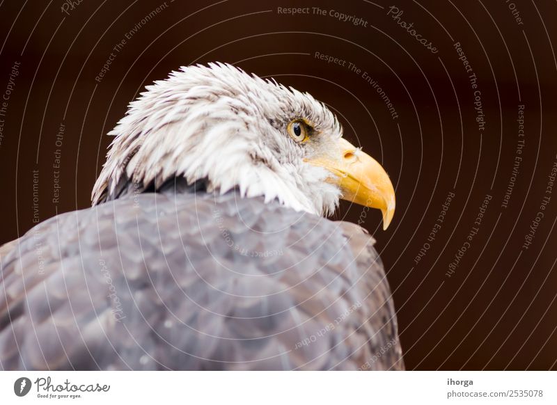 Portrait of a bald eagle (haliaeetus leucocephalus) Face Freedom Nature Animal Bald or shaved head Wild animal Bird Animal face Wing 1 Brown Yellow Black White