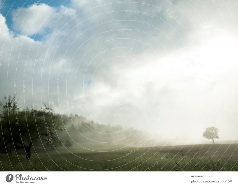 morning fog Nature Landscape Plant Sunrise Sunset Summer Fog Tree Field Forest Blue Green France Subdued colour Exterior shot Deserted Copy Space top Dawn