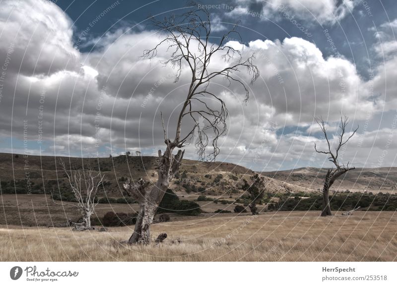 dead wood Environment Nature Landscape Sky Clouds Summer Grass Hill Loneliness Sparse Pasture Empty Death Tree trunk Log Colour photo Subdued colour