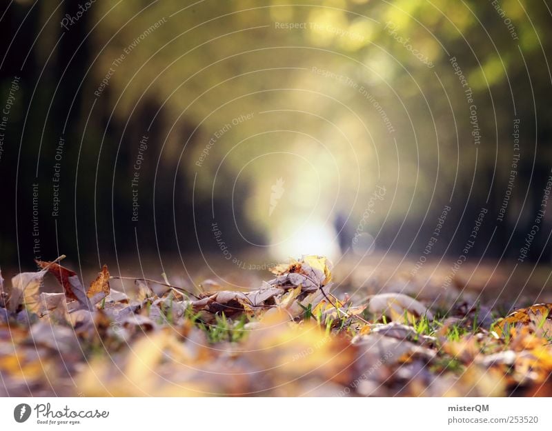 Autumn run. Environment Nature Landscape Plant Esthetic Autumn leaves Autumnal Early fall Autumnal colours Automn wood Autumnal weather Autumnal landscape Leaf