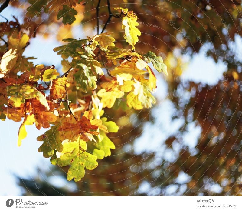 Colour frenzy. Environment Nature Landscape Plant Esthetic Autumn Autumnal Early fall Autumnal colours Automn wood Autumnal weather Autumn wind Multicoloured