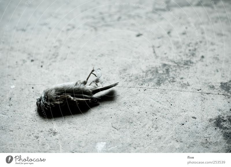 - Nature Animal Dead animal Bird 1 Old Sadness Grief Death Lie Colour photo Interior shot Day Downward