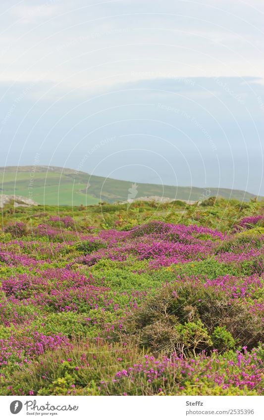 Heath Landscape in Wales Heathland heather blossom heath landscape Hill Mountain heather Carpet of flowers calluna calluna vulgaris Nordic Nordic nature