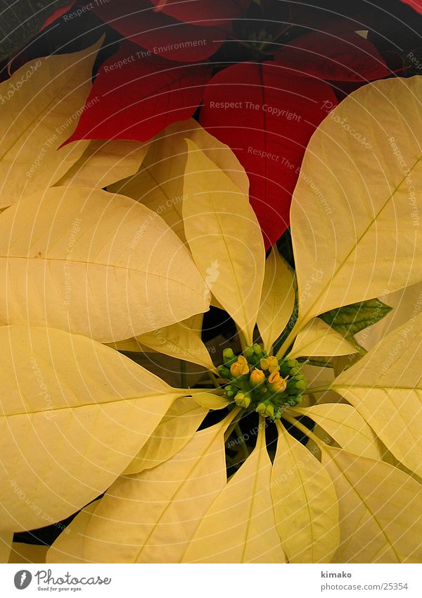 Nochebuena Flowers Nature Macro (Extreme close-up) Mexico flowers Christmas & Advent