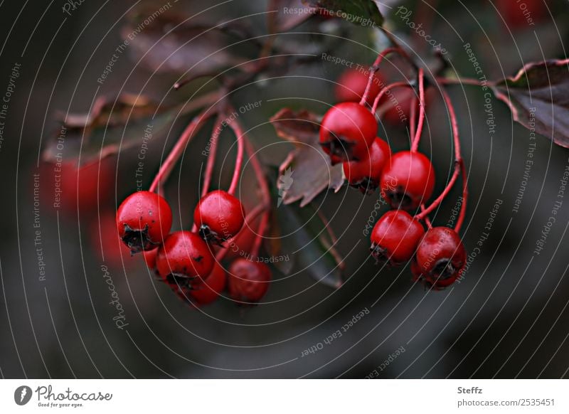 Hawthorn berries in autumn Crataegi fructus Crataegus Wild plant Berries Hawthorn Fruit Medicinal plant colour contrast Autumnal native wild plant Autumn leaves