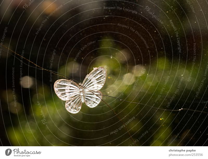 Until next spring Flat (apartment) Interior design Decoration Butterfly Kitsch Odds and ends Flying Esthetic Small Spring fever Glass Transparent Window pane