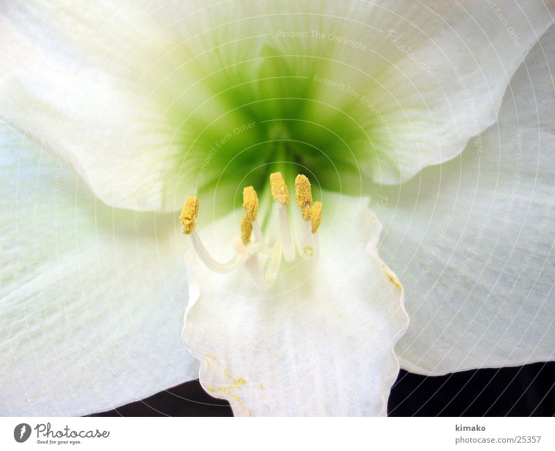 Flower of azusena Macro (Extreme close-up) Style Mexico flowers natural Nature fleur flores