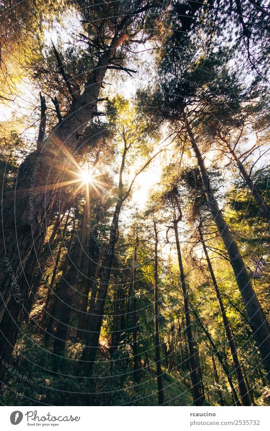 Pine mountain forest in summer season Beautiful Relaxation Meditation Summer Sun Mountain Nature Landscape Plant Autumn Warmth Tree Leaf Forest Hill Peace