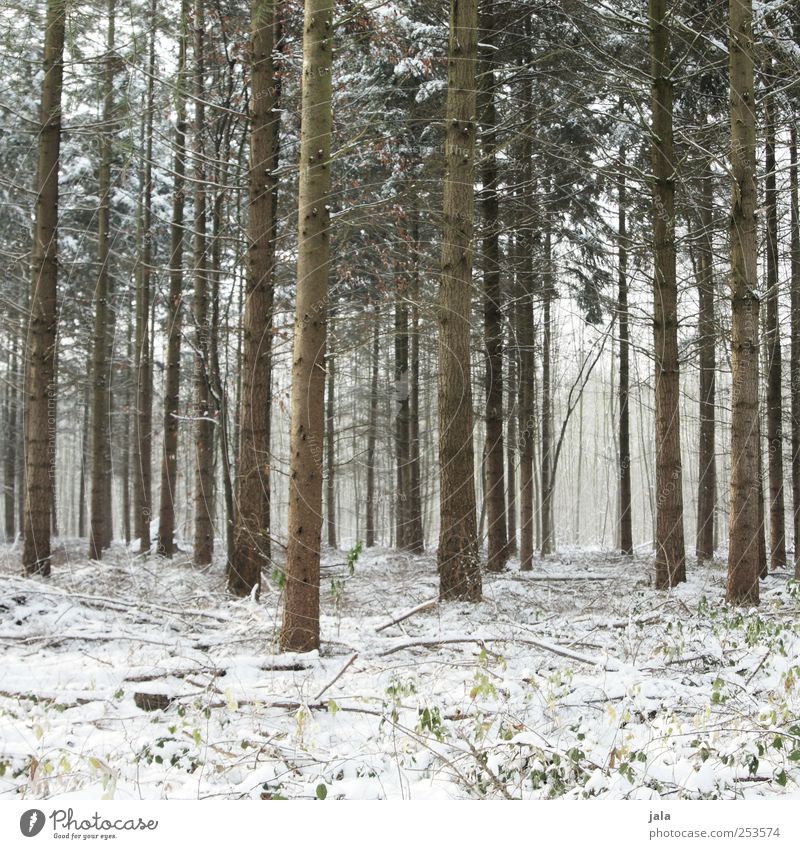 winter forest Environment Nature Plant Winter Snow Tree Foliage plant Tree trunk Forest Natural Brown Green White Colour photo Exterior shot Deserted Day