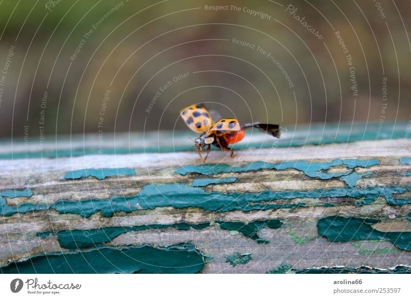 on the seats, ready... Autumn Beautiful weather Park Animal Beetle Wing Ladybird 1 Park bench Flying Old Free Infinity Green Red Black Joie de vivre (Vitality)