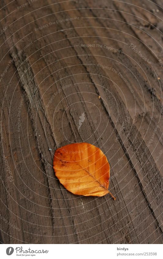 geothermal Earth Autumn Leaf Illuminate Lie Esthetic Clean Brown Uniqueness Nature Calm Change Beech leaf Limp Autumnal colours Autumn leaves loamy soil Line