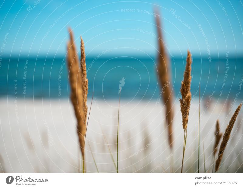 Riverside grass by the sea Beautiful Healthy Vacation & Travel Tourism Summer Summer vacation Sun Sunbathing Beach Ocean Island Waves Environment Nature