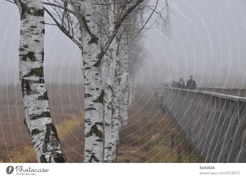 Wooden bridge at Federsee - # 30 Tourism Trip Human being Autumn Bad weather Fog Tree Birch avenue Birch tree Bog Marsh Heathland Texture of wood Relaxation