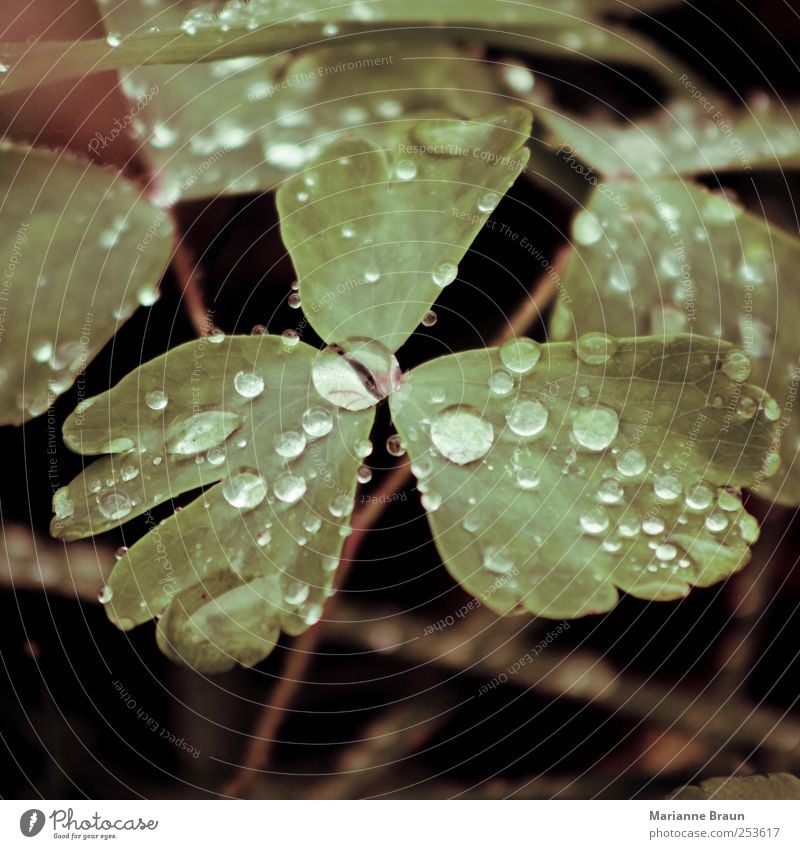 rope 2 Nature Plant Green Dew Drops of water Water Precipitation Morning Transparent Surface Surface tension Condense Leaf Sphere Round Natural Transience