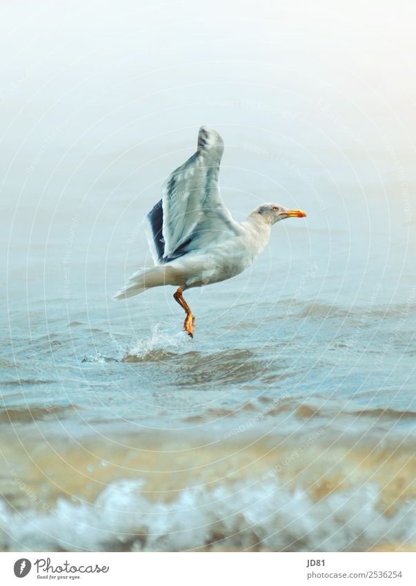 on the upswing Environment Nature Water Cloudless sky Summer Weather Beautiful weather Waves Beach North Sea Animal Bird 1 Effort Movement Relaxation