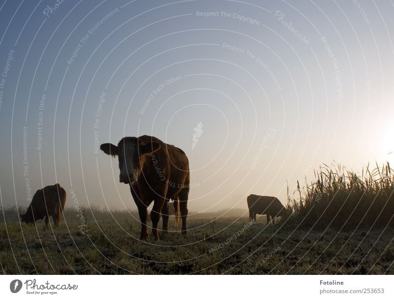 Muuuhhhhhh! Environment Nature Plant Animal Sky Cloudless sky Autumn Fog Grass Meadow Farm animal Cow Dark Cold Natural Colour photo Subdued colour