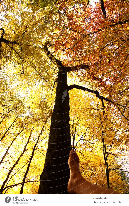 "on the wrong track!" Vacation & Travel Human being Masculine Legs Feet Nature Sunlight Autumn Tree Forest Pelt Wood Going Yellow Gold Power Brave Discover