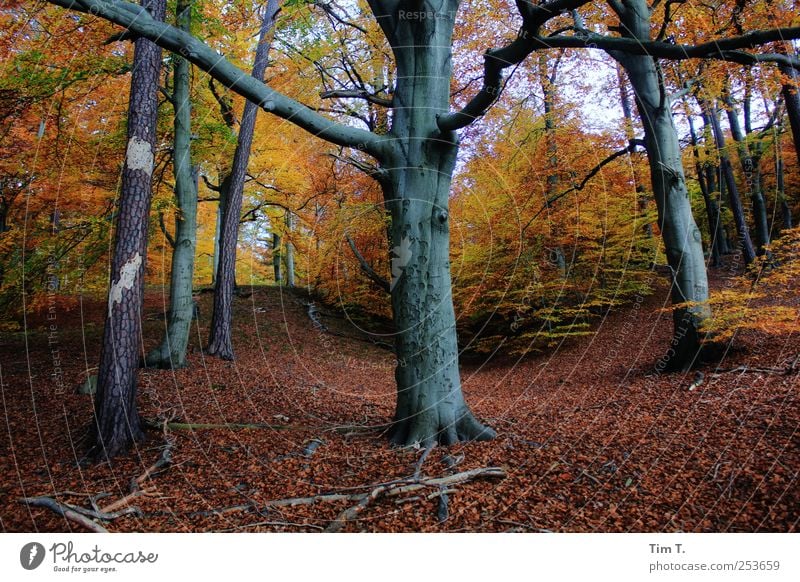 Holy Place Environment Nature Landscape Elements Earth Autumn Tree Leaf Forest Virgin forest Change Colour photo Multicoloured Exterior shot Deserted Day