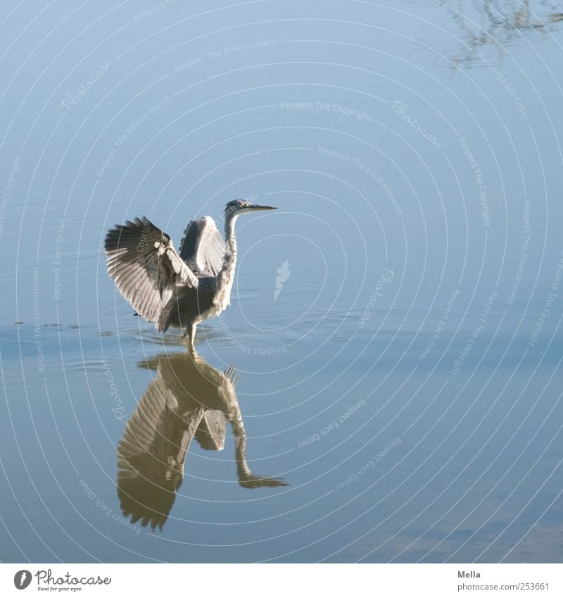 herringbone Environment Nature Animal Water Pond Lake Bird Wing Heron Grey heron Feather Plumed 1 Movement Stand Free Natural Blue Freedom Pride Impressive