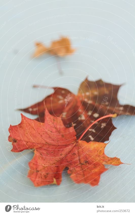 Leaves [CHAMANSÜLZ] Environment Nature Plant Autumn Lie To dry up Dry Brown Red Transience Change Autumn leaves Autumnal Early fall Autumnal colours Maple tree