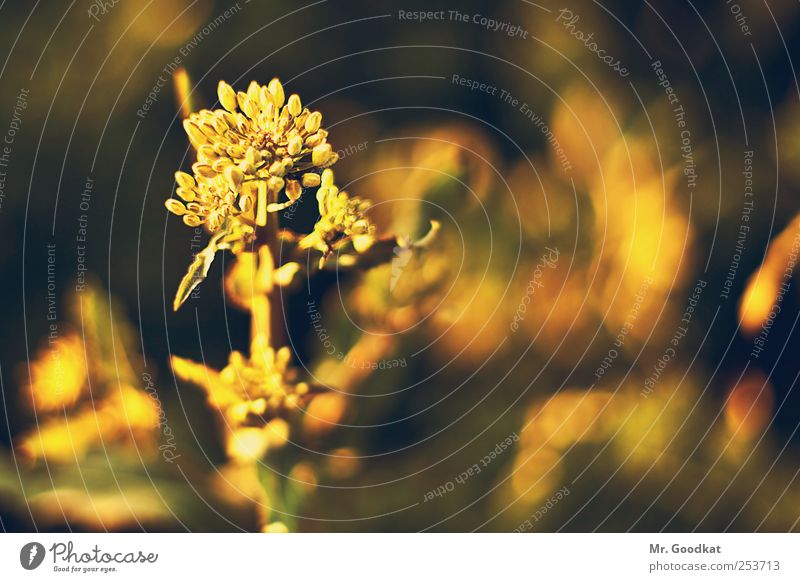 Flower in the sunset Nature Sunrise Sunset Plant Blossom Foliage plant Field Colour photo Multicoloured Exterior shot Close-up Detail Deserted Evening Twilight