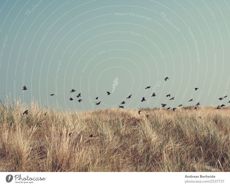 Swarm of sparrows over the dune Summer Nature Beautiful weather Beach Baltic Sea Wild animal Bird Flock Flying Speed Attachment wildlife flight beautiful sky