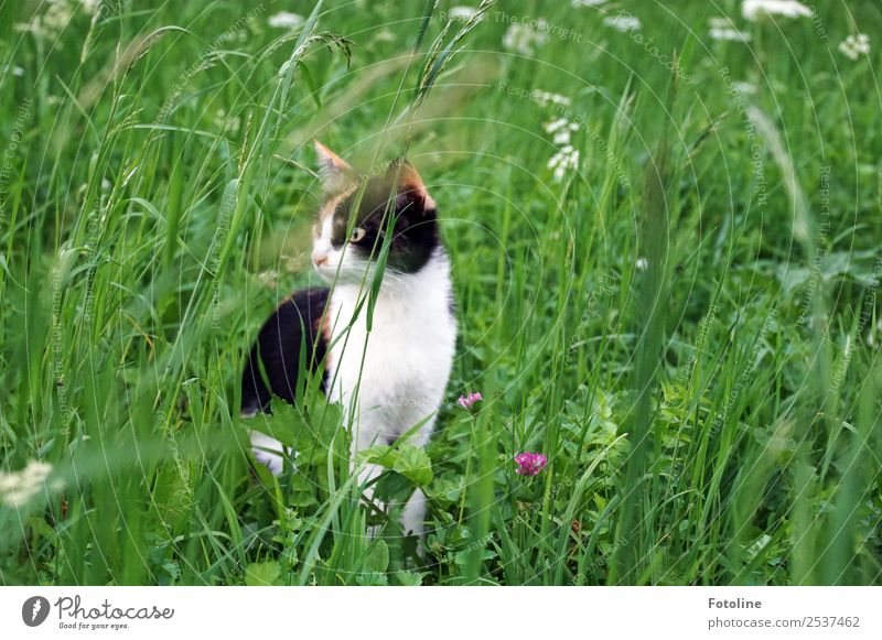 pussy Environment Nature Landscape Plant Animal Summer Flower Grass Blossom Garden Park Meadow Pet Cat Animal face Pelt 1 Green Black White Watchfulness Observe