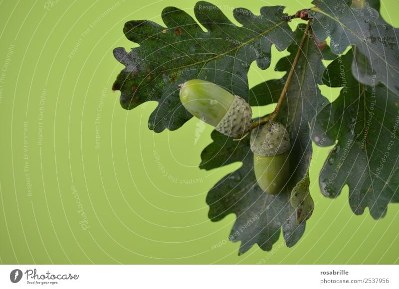 green acorns 3 Environment Nature Plant Summer Autumn Tree Leaf Oak tree Oak leaf Acorn Branch Twig Seed Fruit Field Hang Growth Natural Round Green Hope Mature