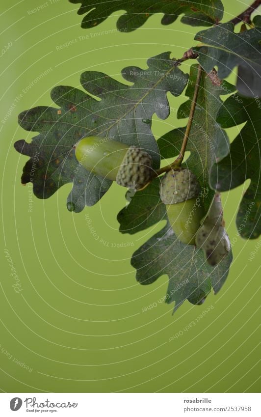 green acorns 4 Environment Nature Plant Summer Autumn Tree Leaf Oak tree Oak leaf Acorn Branch Twig Field Detail Hang Growth Natural Round Green Attentive