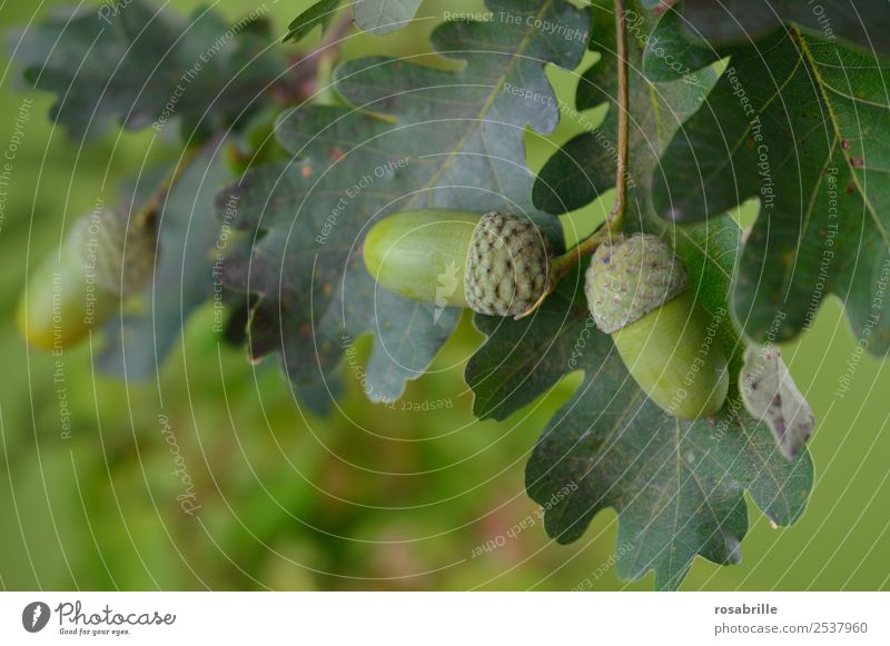 green acorns 1 Environment Nature Plant Summer Autumn Tree Leaf Oak tree Oak leaf Acorn Field Hang Growth Natural Round Green Attentive Contentment Life Mature