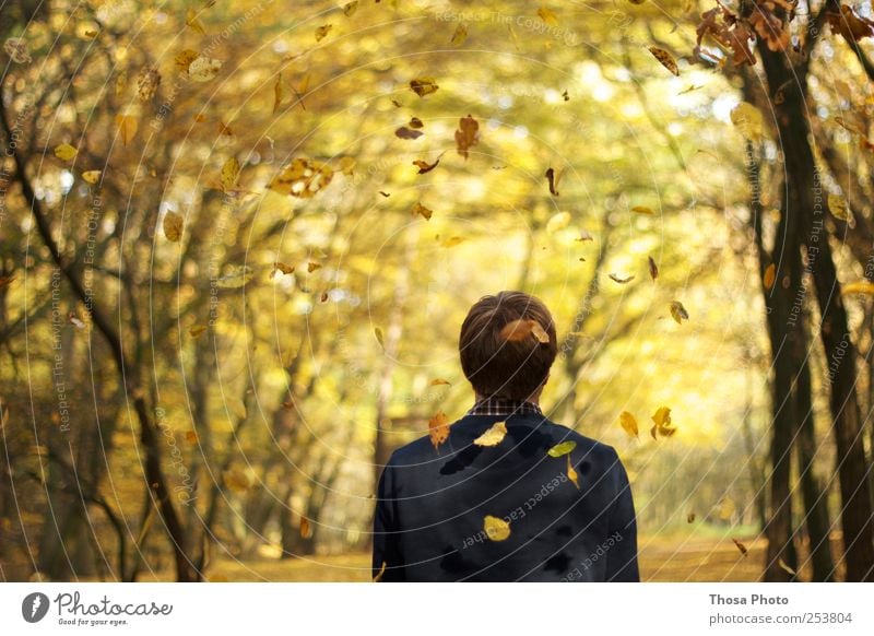 sheet by sheet 1 Human being Nature Tree Leaf Observe Movement Looking Yellow Gold Serene Idyll Autumn Autumn leaves Autumnal colours Automn wood