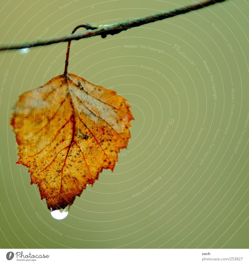 gold leaf Nature Drops of water Autumn Bad weather Fog Rain Plant Tree Leaf Foliage plant Branch Twig Wood Hang Brown Gold Green Seasons End Colour photo