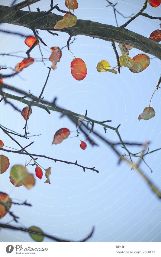 wind chimes Environment Nature Plant Air Sky Cloudless sky Autumn Climate Beautiful weather tree Foliage plant wood hang Yellow Transience Change Autumn leaves