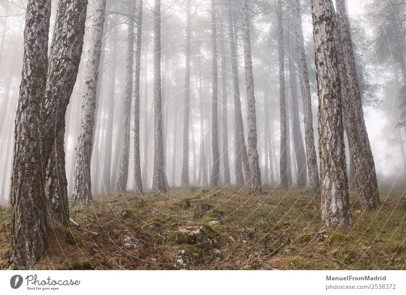 Trees in magical misty forest Sun Environment Nature Landscape Autumn Weather Fog Rain Leaf Forest Wild Black Moody Esthetic Contentment Loneliness Relaxation