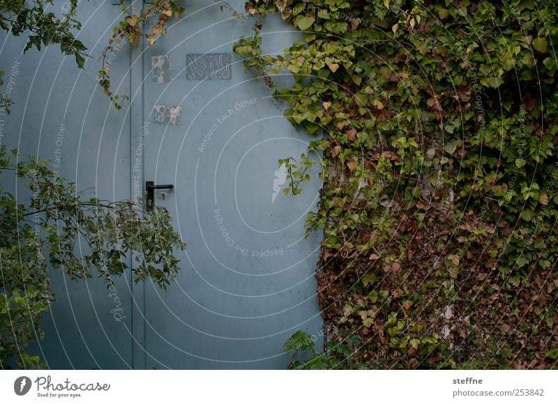 enchanted Nature Door Natural Ivy Tendril Jinxed Fairy tale Uninhabited Autumn Colour photo Exterior shot Overgrown