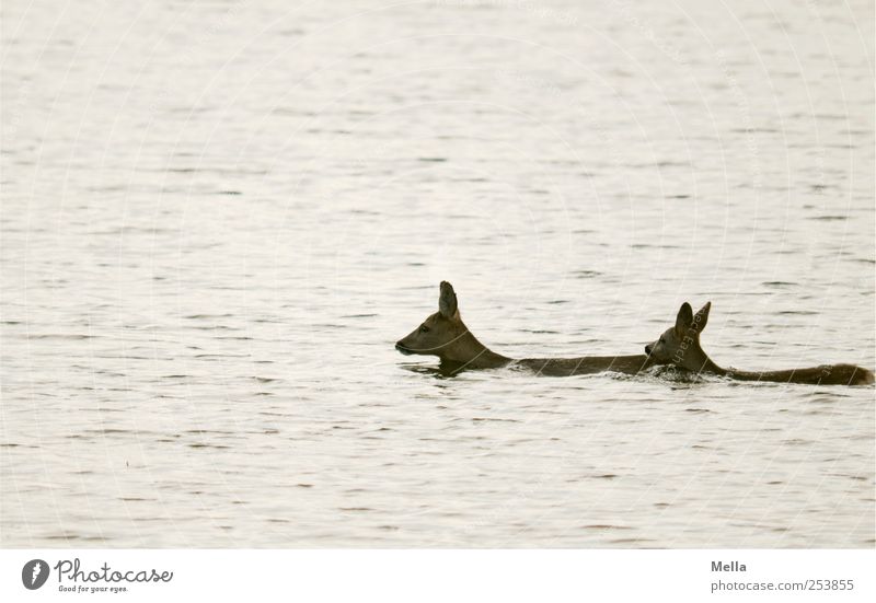 "Mamaaa, I don't want to go to America!" Environment Nature Animal Water Pond Lake Wild animal Roe deer 2 Swimming & Bathing Exceptional Free Together Natural