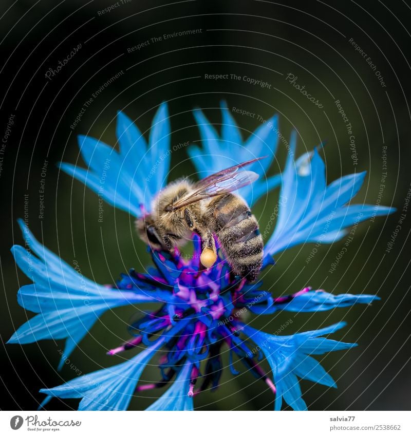 cornflower Nature Plant Summer Flower Blossom Wild plant Cornflower Garden Field Animal Farm animal Bee Honey bee Insect 1 Blossoming Fragrance Esthetic Blue