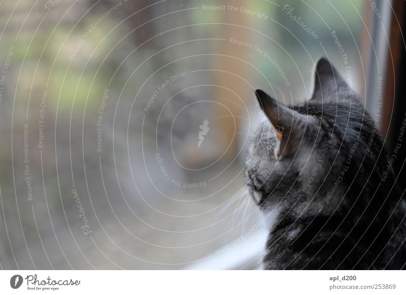 May I go outside? House (Residential Structure) Window Animal Pet Cat 1 Looking Natural Curiosity Beautiful Brown Gray Green Black Anticipation Bravery