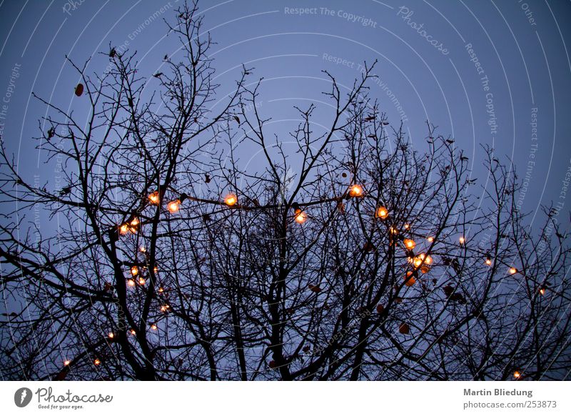 halos Tree Dark Thin Blue Yellow Black Branch Branchage Fairy lights Lighting Christmas & Advent Vignetting Leafless Subdued colour Exterior shot Deserted