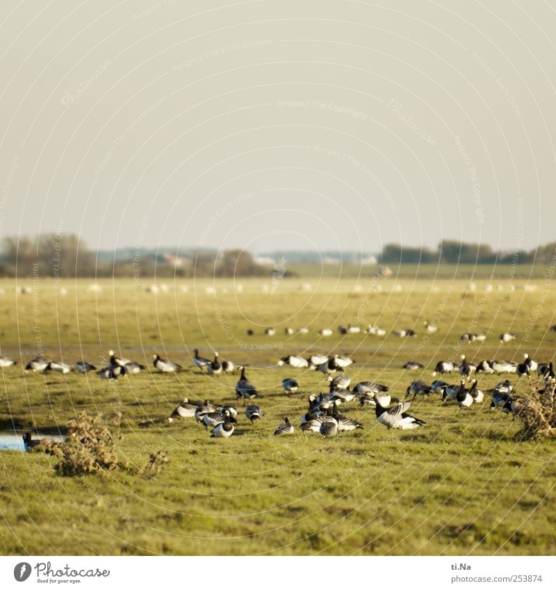 Nuns on Tour Beautiful weather Wild animal Barnacle Goose Migratory bird Flock To feed Esthetic Wanderlust Colour photo Exterior shot Close-up Copy Space top