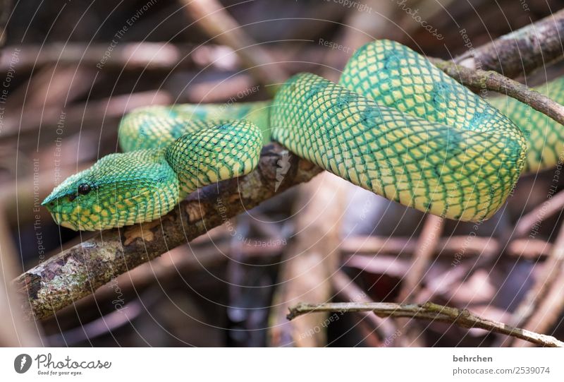 She's waiting for you. Vacation & Travel Tourism Trip Adventure Far-off places Freedom Virgin forest Wild animal Snake Animal face Scales Reptiles 1 Observe