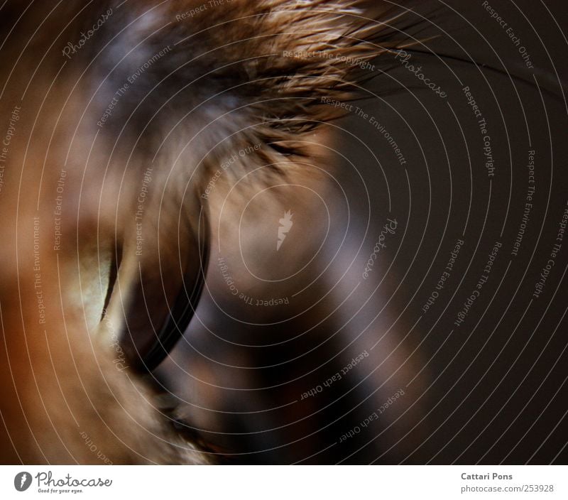 Crystal Ball Animal Pet Cat Animal face 1 Observe Looking Near Eyes Iris Corneal layer Cat eyes Colour photo Interior shot Close-up Macro (Extreme close-up)