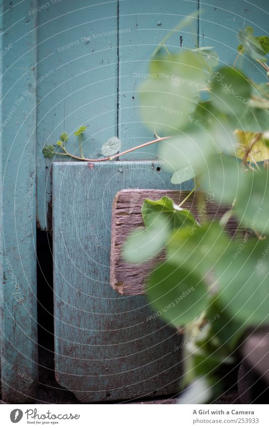 backyard scene Nature Autumn Plant Agricultural crop Nasturtium Garden Simple Happiness Fresh Natural Blue Green Wall (building) Wall panelling Wooden board